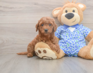 7 week old Mini Goldendoodle Puppy For Sale - Seaside Pups