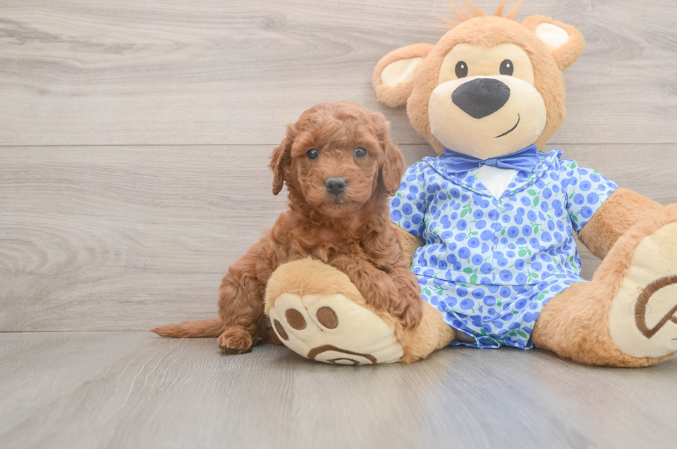 6 week old Mini Goldendoodle Puppy For Sale - Seaside Pups