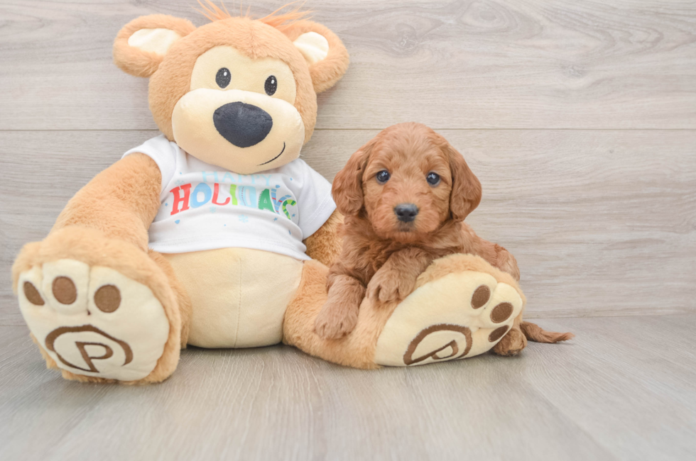 5 week old Mini Goldendoodle Puppy For Sale - Seaside Pups