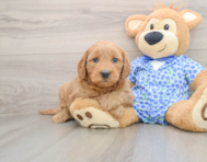 7 week old Mini Goldendoodle Puppy For Sale - Seaside Pups