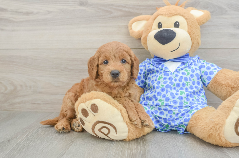 5 week old Mini Goldendoodle Puppy For Sale - Seaside Pups