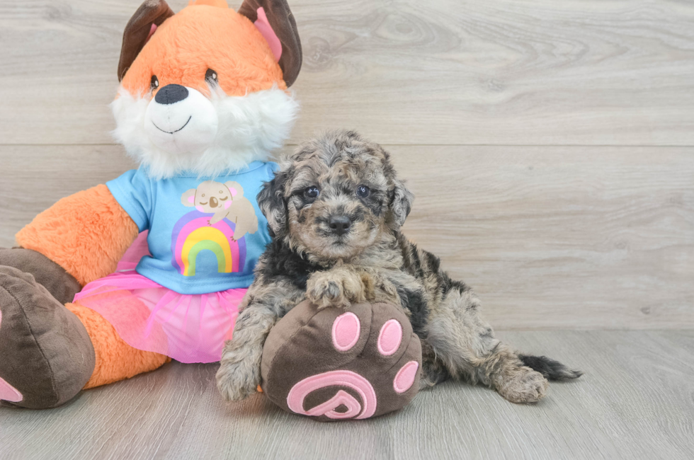 6 week old Mini Goldendoodle Puppy For Sale - Seaside Pups