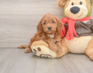 7 week old Mini Goldendoodle Puppy For Sale - Seaside Pups