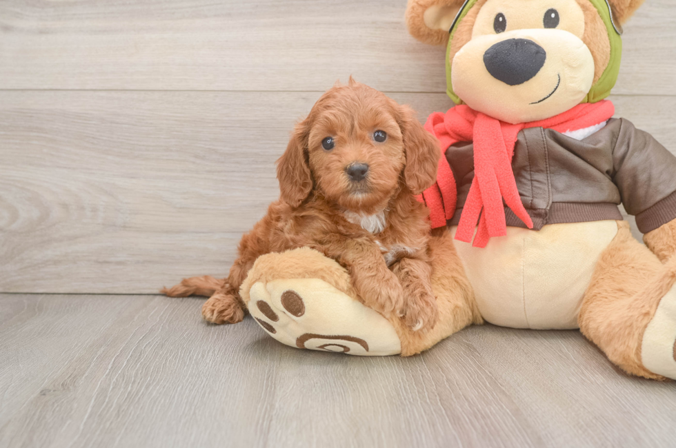6 week old Mini Goldendoodle Puppy For Sale - Seaside Pups