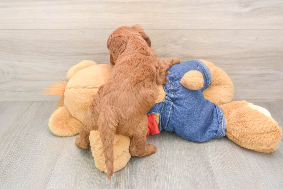 Best Mini Goldendoodle Baby