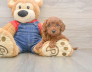 6 week old Mini Goldendoodle Puppy For Sale - Seaside Pups