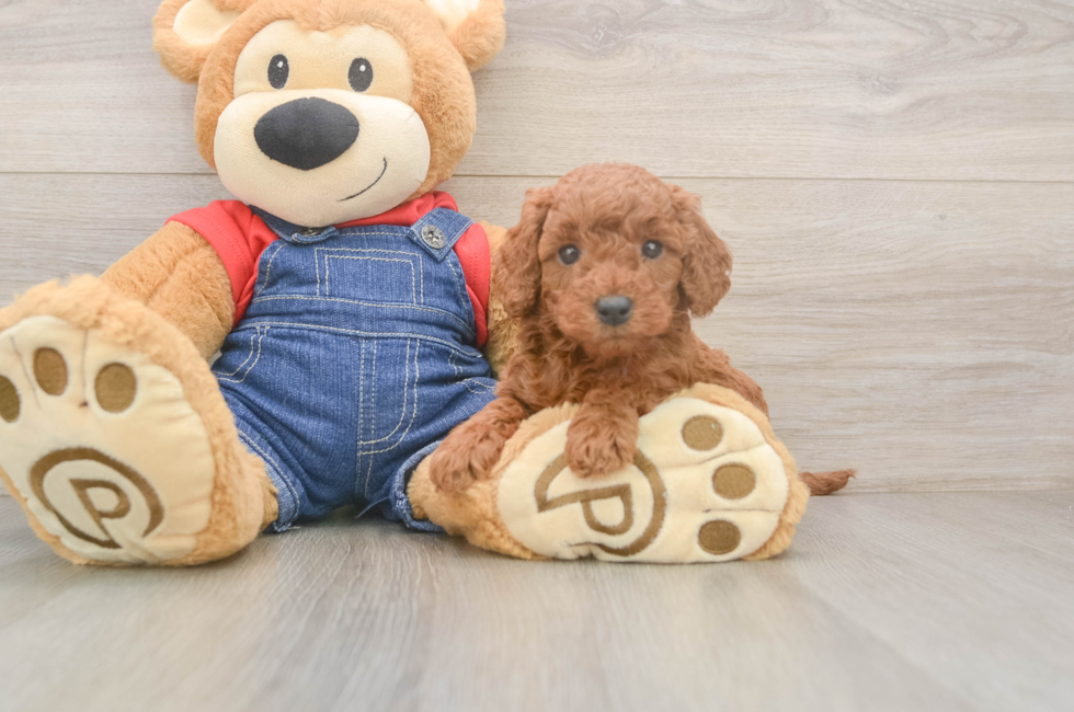 5 week old Mini Goldendoodle Puppy For Sale - Seaside Pups