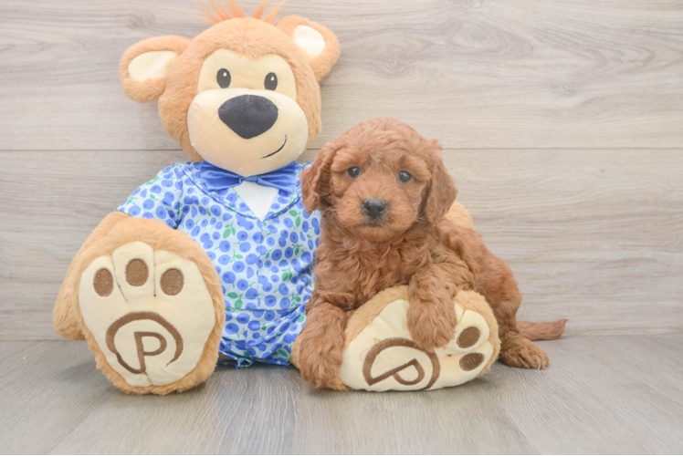 Mini Goldendoodle Puppy for Adoption