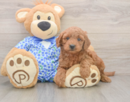 7 week old Mini Goldendoodle Puppy For Sale - Seaside Pups