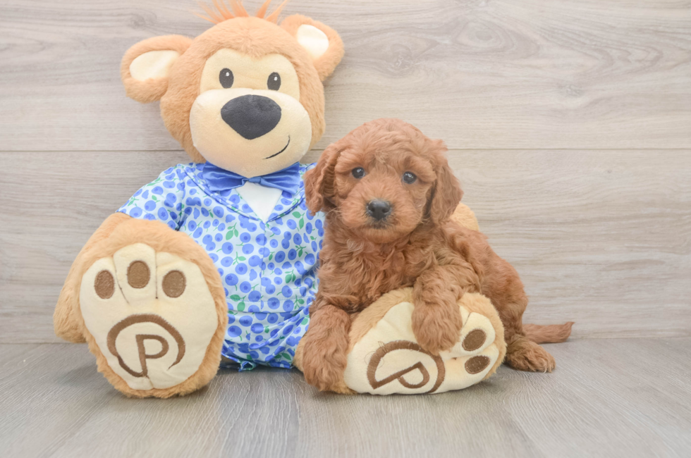 6 week old Mini Goldendoodle Puppy For Sale - Seaside Pups