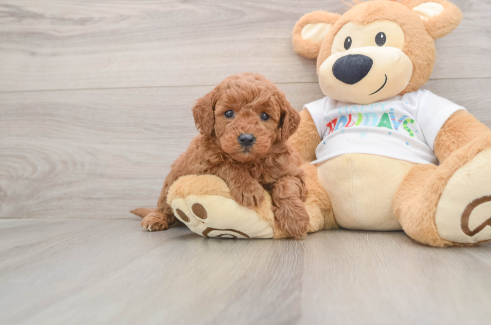 5 week old Mini Goldendoodle Puppy For Sale - Seaside Pups