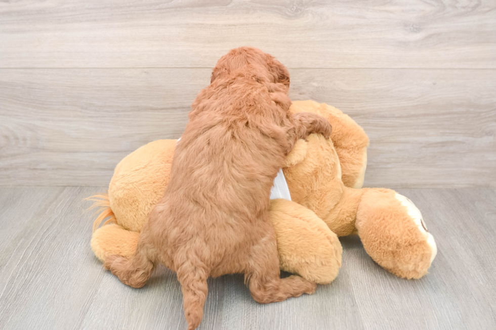 Funny Mini Goldendoodle Poodle Mix Pup