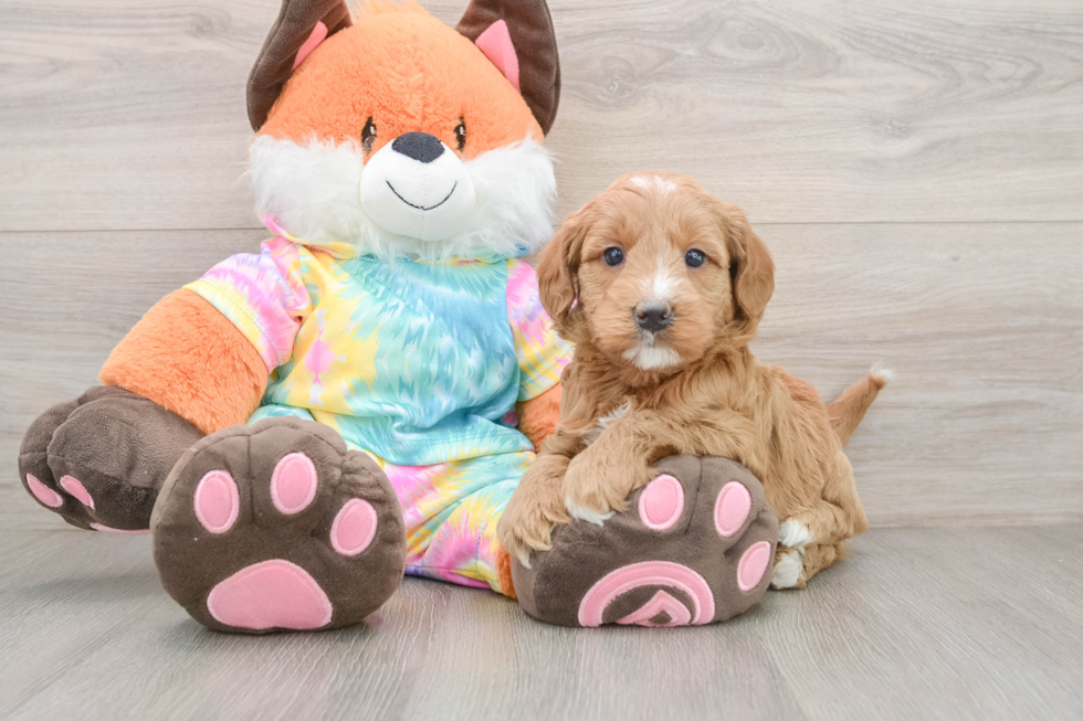 Cute Mini Goldendoodle Baby
