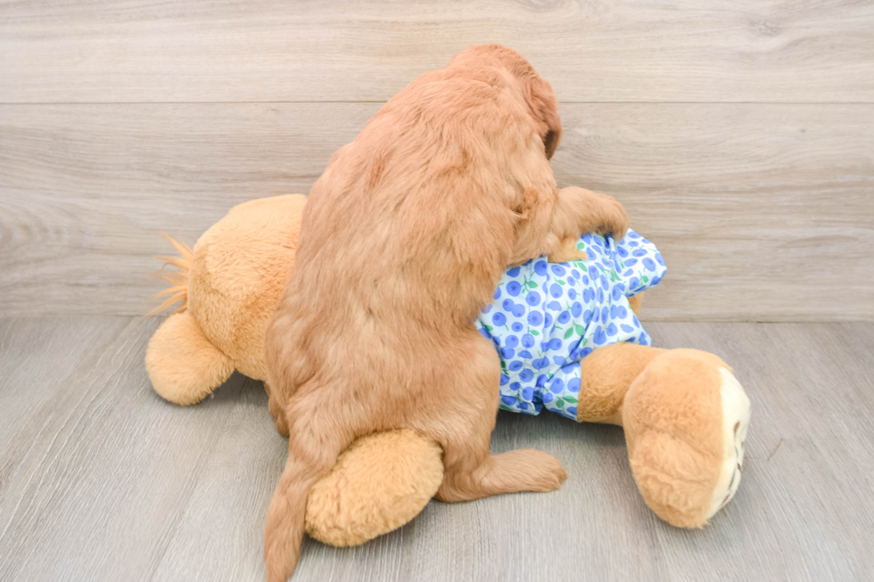 Funny Mini Goldendoodle Poodle Mix Pup