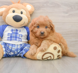 8 week old Mini Goldendoodle Puppy For Sale - Seaside Pups