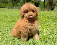9 week old Mini Goldendoodle Puppy For Sale - Seaside Pups