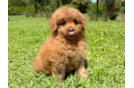 Mini Goldendoodle Pup Being Cute