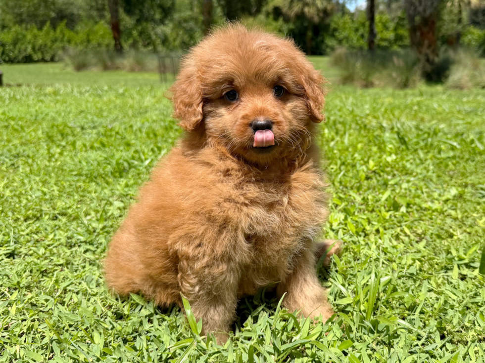 Mini Goldendoodle Pup Being Cute