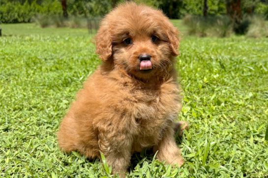 Cute Mini Goldiepoo Poodle Mix Puppy