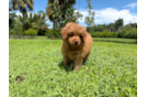 Mini Goldendoodle Pup Being Cute
