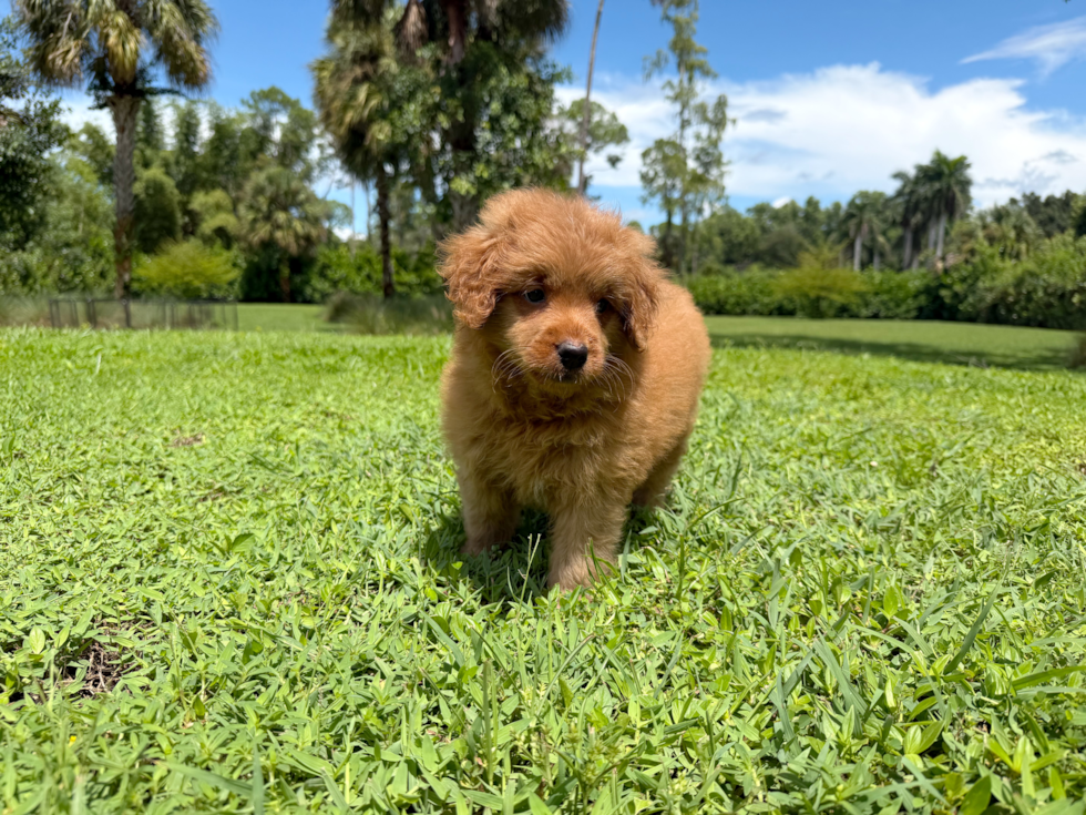 Mini Goldendoodle Pup Being Cute
