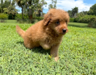 9 week old Mini Goldendoodle Puppy For Sale - Seaside Pups