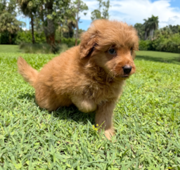 9 week old Mini Goldendoodle Puppy For Sale - Seaside Pups
