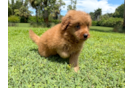 Mini Goldendoodle Puppy for Adoption