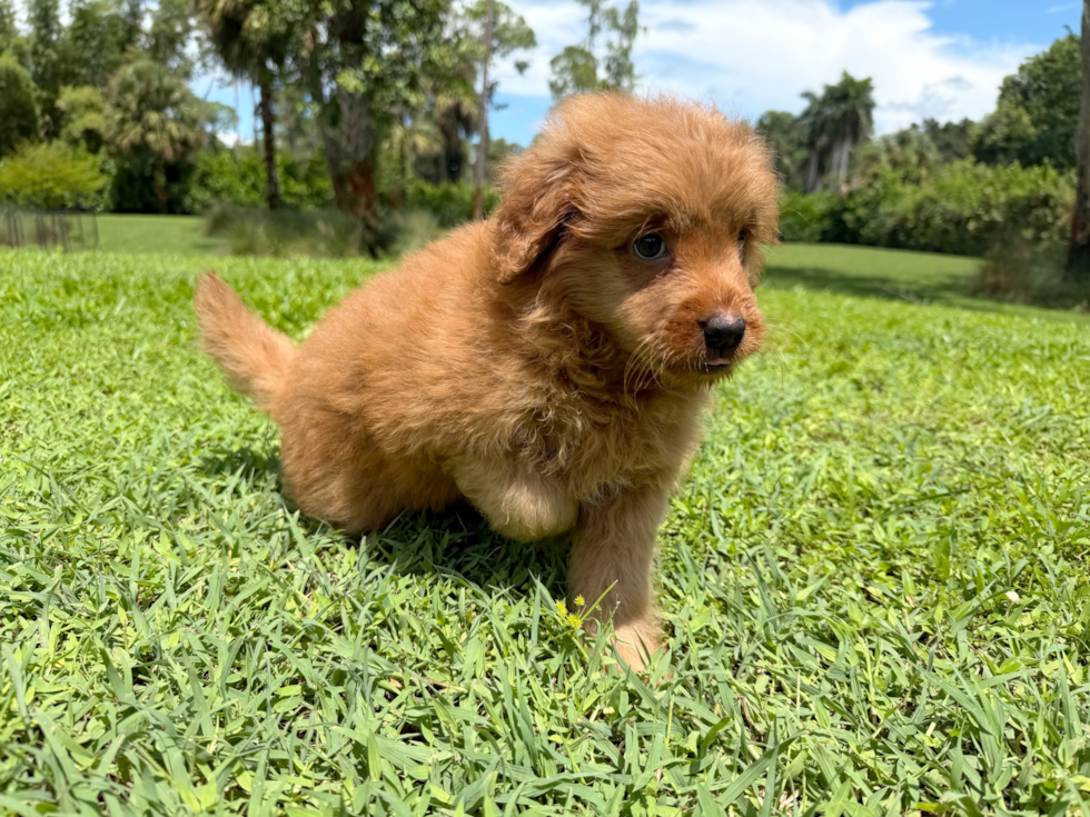 Mini Goldendoodle Puppy for Adoption