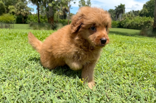 Cute Mini Goldiepoo Poodle Mix Puppy
