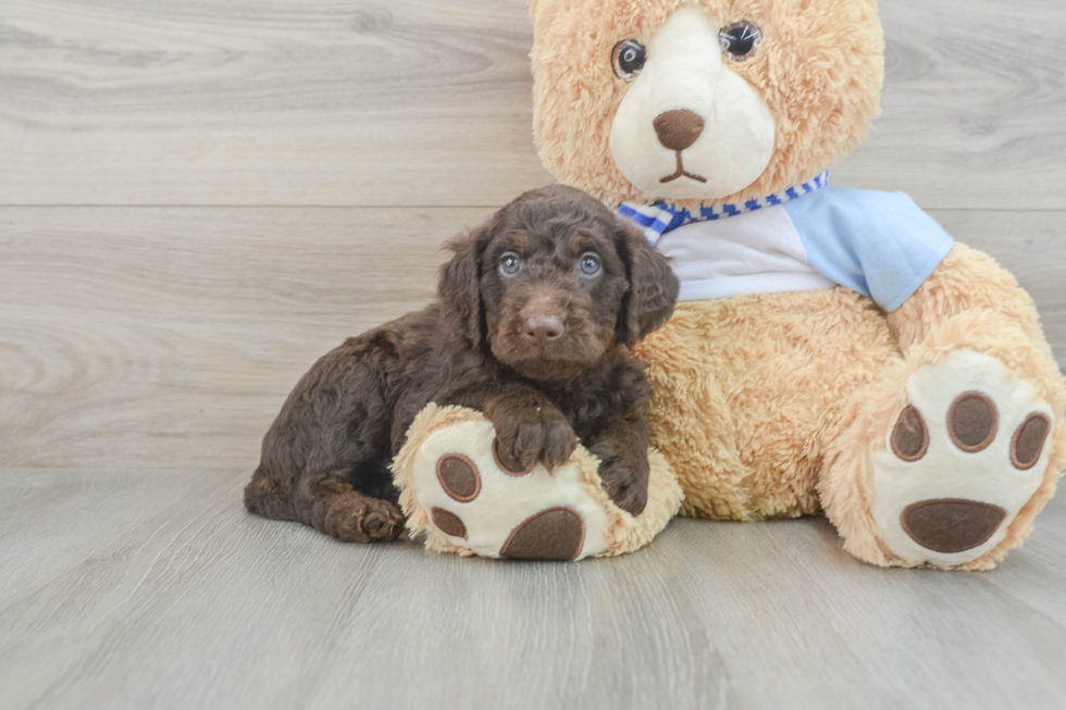 Best Mini Goldendoodle Baby