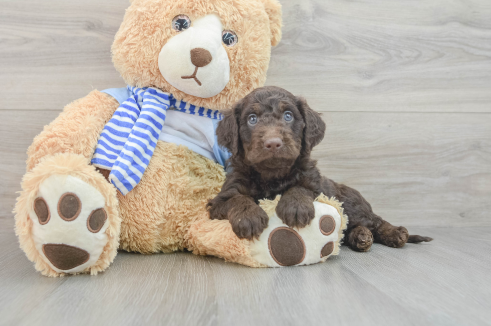 6 week old Mini Goldendoodle Puppy For Sale - Seaside Pups