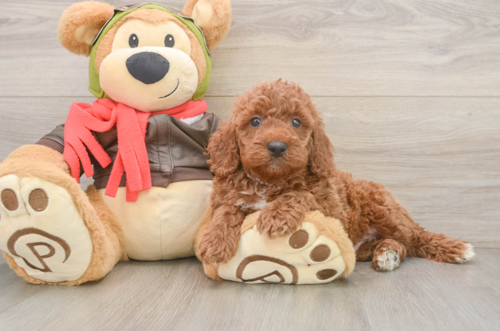 6 week old Mini Goldendoodle Puppy For Sale - Seaside Pups