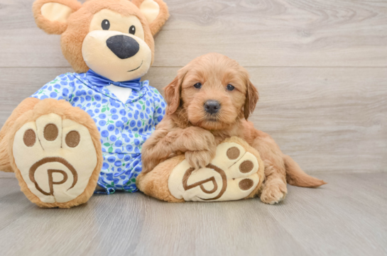 BAXTER, a Mini Goldendoodle littermate