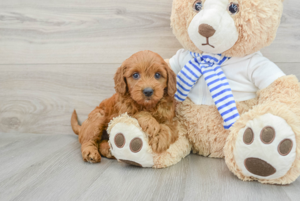 Happy Mini Goldendoodle Baby