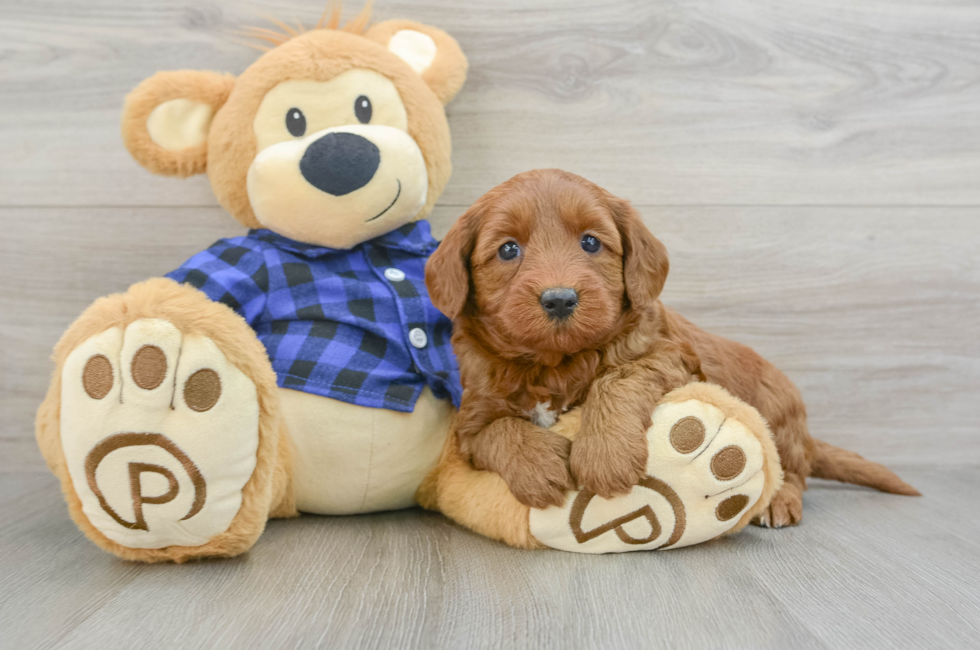 6 week old Mini Goldendoodle Puppy For Sale - Seaside Pups