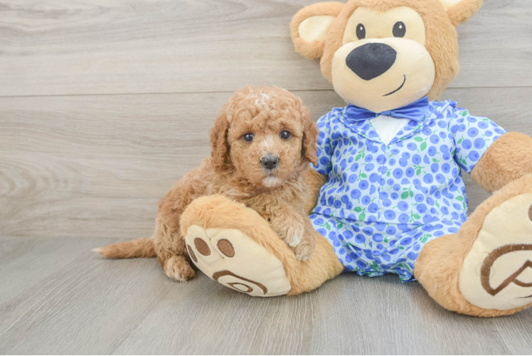 Mini Goldendoodle Pup Being Cute