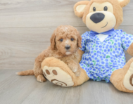7 week old Mini Goldendoodle Puppy For Sale - Seaside Pups