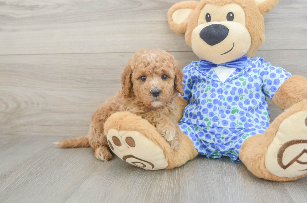5 week old Mini Goldendoodle Puppy For Sale - Seaside Pups