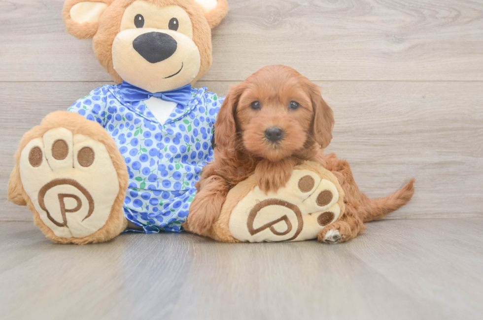 6 week old Mini Goldendoodle Puppy For Sale - Seaside Pups