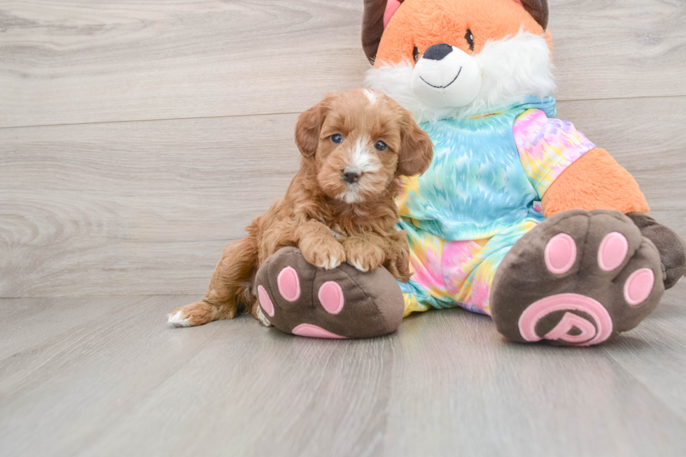 Energetic Golden Doodle Poodle Mix Puppy