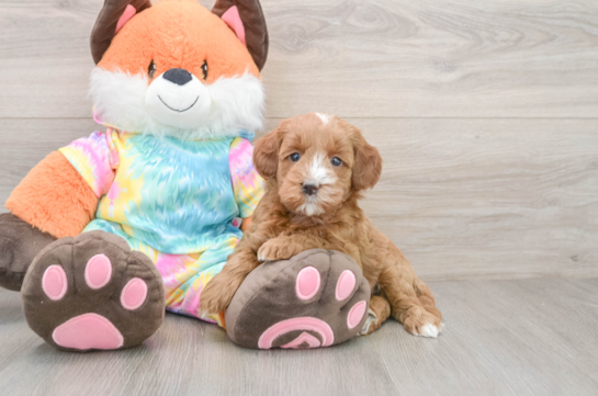 Small Mini Goldendoodle Baby