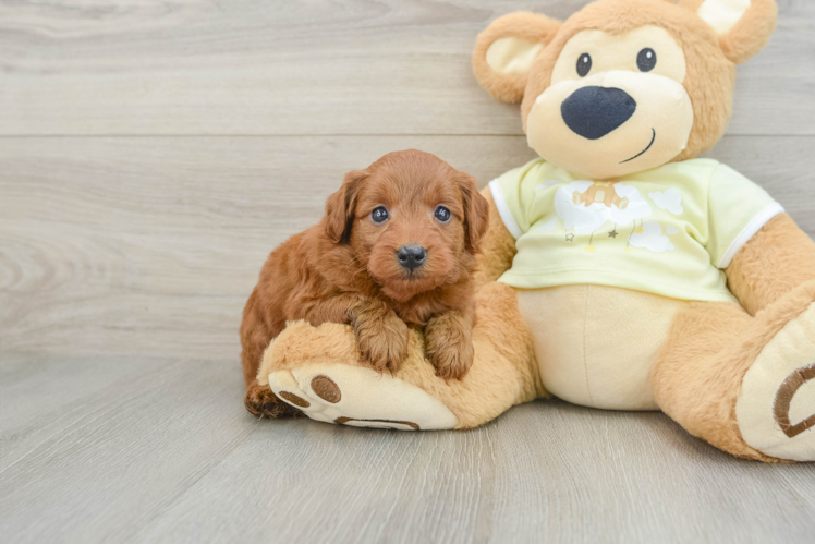 Hypoallergenic Mini Goldiepoo Poodle Mix Puppy