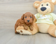 7 week old Mini Goldendoodle Puppy For Sale - Seaside Pups