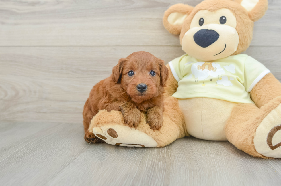 5 week old Mini Goldendoodle Puppy For Sale - Seaside Pups