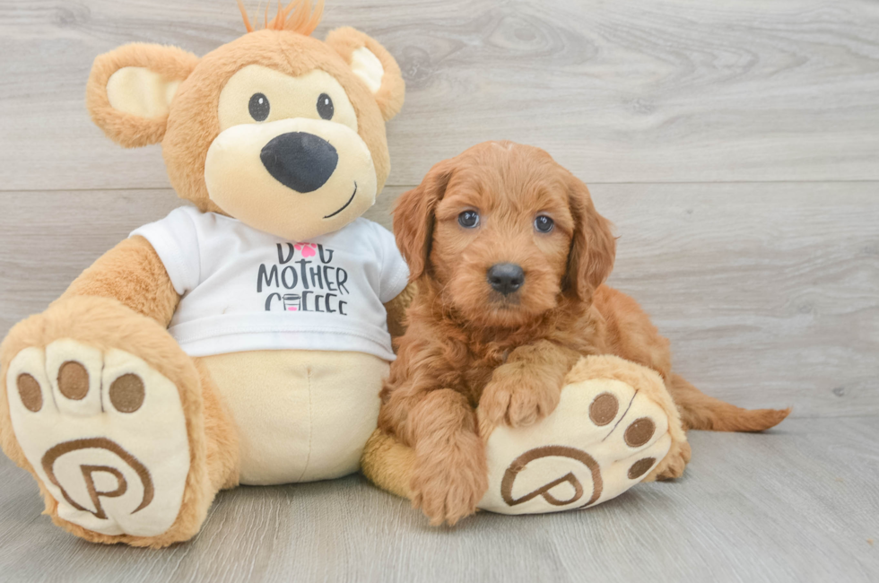 6 week old Mini Goldendoodle Puppy For Sale - Seaside Pups