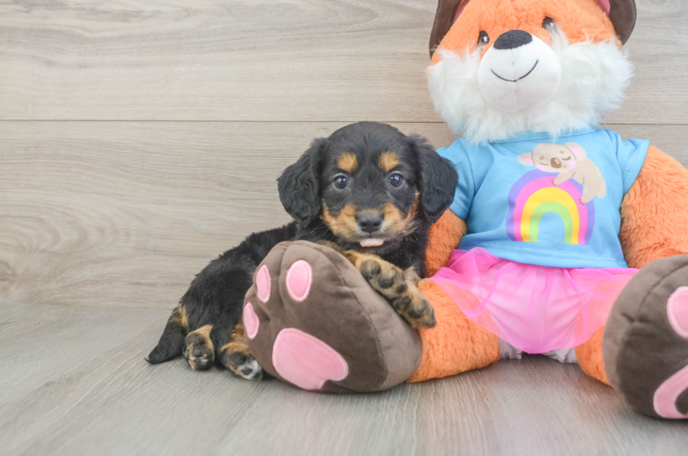 5 week old Mini Goldendoodle Puppy For Sale - Seaside Pups