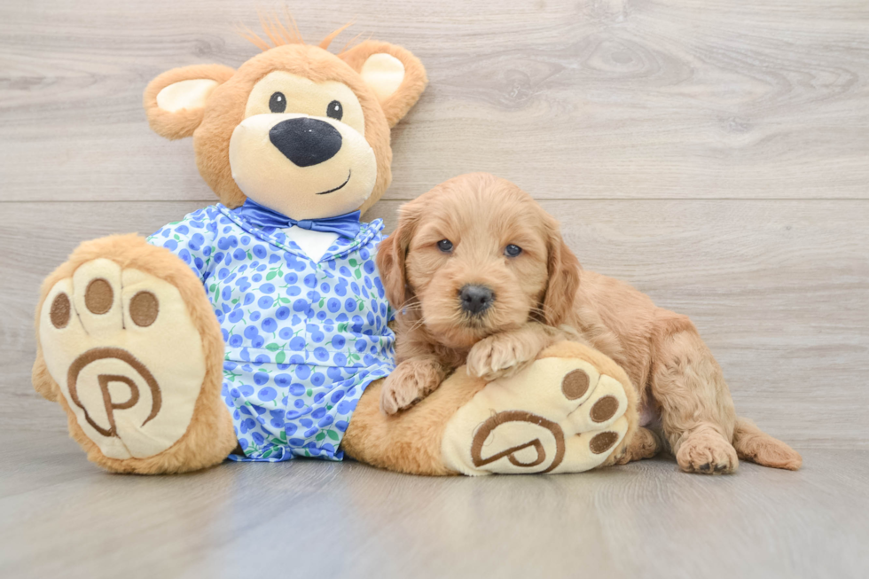 Mini Goldendoodle Puppy for Adoption
