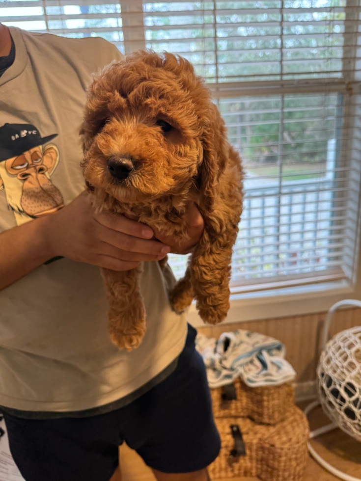 Mini Goldendoodle Pup Being Cute