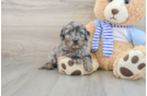 Energetic Golden Doodle Poodle Mix Puppy